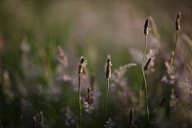IGN年度游戏出炉 《暗喻幻想》夺魁